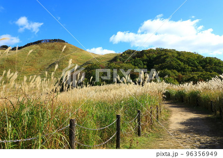 曽爾高原　すすきの群生 96356949