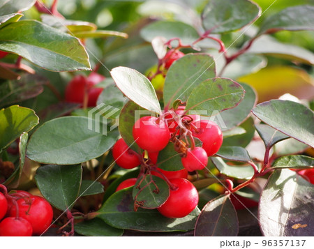 チェッカーベリー 96357137