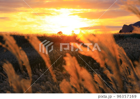 曽爾高原 夕焼けのすすきの群生 曽爾高原 夕焼けのすすきの群生 96357169