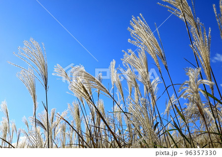曽爾高原　すすきの群生 96357330