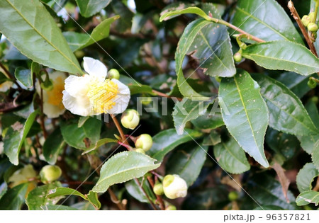 お茶の白い花 秋のお茶畑 お茶の白い花 秋のお茶畑 96357821