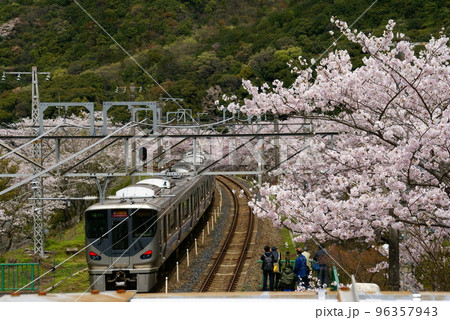 山中渓駅・桜 山中渓駅・桜 96357943