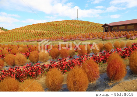 びわこ箱館山 【滋賀県高島市】 びわこ箱館山 【滋賀県高島市】 96358019