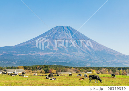 「静岡県」朝霧高原 96359359