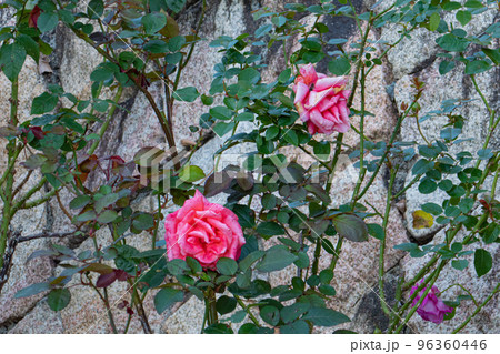 神戸布引ハーブ園 バラ園 神戸布引ハーブ園 バラ園 96360446