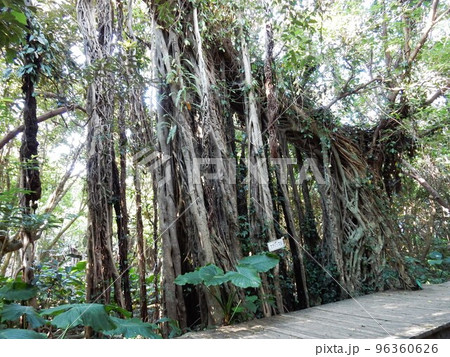 亜熱帯植物が育つ「志戸子ガジュマル公園」（屋久島） 96360626