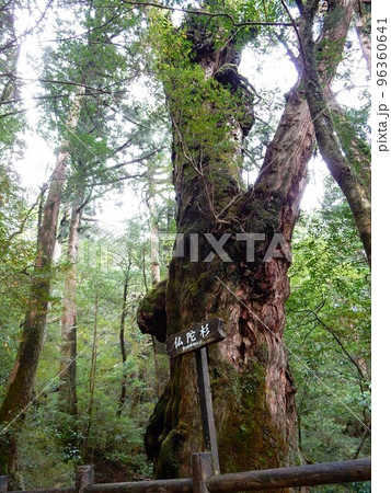 ヤクスギランドの仏陀杉(屋久島) ヤクスギランドの仏陀杉(屋久島) 96360641