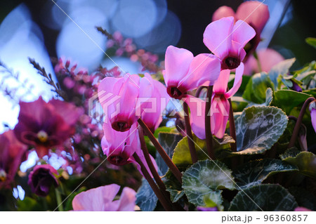花壇に咲くピンク色のシクラメンの花 96360857