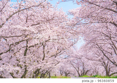 満開の桜並木の絶景 96360859