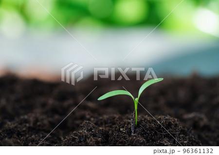 Tree growing with hand, eco earth day, save world, save earth, go green Tree growing with hand, eco earth day, save world, save earth, go green 96361132