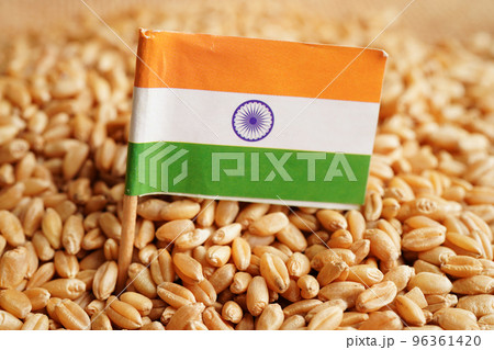 India on grain wheat, trade export and economy concept. India on grain wheat, trade export and economy concept. 96361420