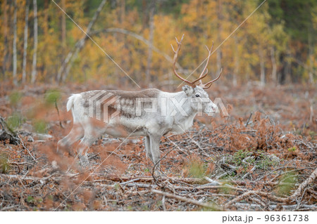 Reindeer Rangifer tarandus Herd and young calf spotted in northern part of Swedish Lappland Sweden jokkmokk 96361738