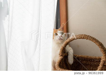 見つめる猫 茶トラ白 見つめる猫 茶トラ白 96361999