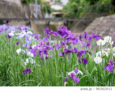 高瀬裏川水際緑地公園の花しょうぶ (熊本県玉名市) 高瀬裏川水際緑地公園の花しょうぶ (熊本県玉名市) 96362011