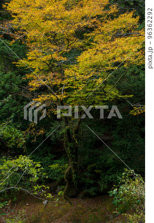 秋の頃菊池渓谷の紅葉が美しい渓谷美風景 96362292