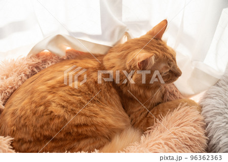 眠る猫　茶トラ猫 96362363