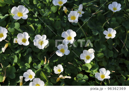 日本の秋の庭に咲く白いフヨウカタバミの花 日本の秋の庭に咲く白いフヨウカタバミの花 96362369