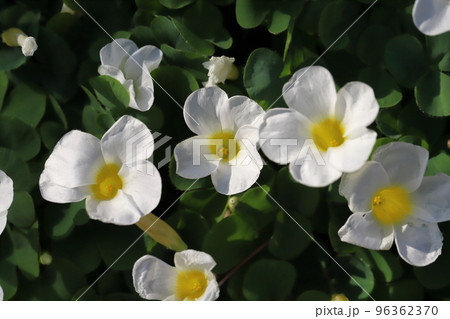 日本の秋の庭に咲く白いフヨウカタバミの花 96362370