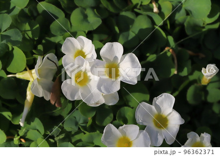 日本の秋の庭に咲く白いフヨウカタバミの花 96362371