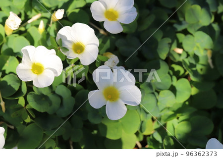 日本の秋の庭に咲く白いフヨウカタバミの花 96362373