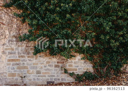 Green Vegetation On An Old Brick Wall. Ivy Beautiful Shape. Grungy Brick Wall Overgrown By Ivy Warm Tint. Brick Wall With Beautiful Green Ivy Foliage On The Side Green Vegetation On An Old Brick Wall. Ivy Beautiful Shape. Grungy Brick Wall Overgrown By Ivy Warm Tint. Brick Wall With Beautiful Green Ivy Foliage On The Side 96362513