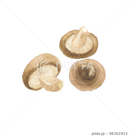 椎茸　シイタケ 96362915