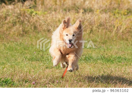 海辺の草原駆ける大型犬ゴールデンレトリバー 海辺の草原駆ける大型犬ゴールデンレトリバー 96363102