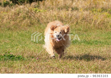 海辺の草原駆ける大型犬ゴールデンレトリバー 96363103