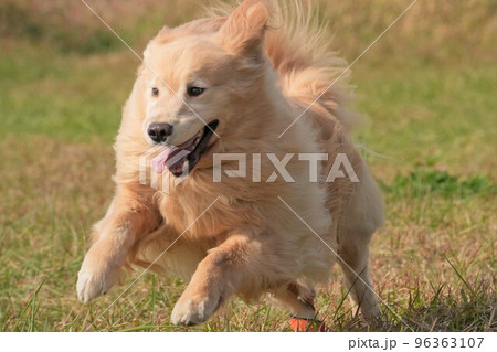 海辺の草原駆ける大型犬ゴールデンレトリバー 96363107