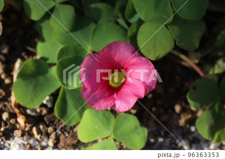 日本の秋の庭に咲くピンク色のフヨウカタバミの花 96363353