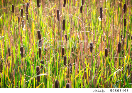 休耕田などの水深の浅い水辺に生育する多年性の抽水植物のヒメガマの花穂を付けた秋の風景 休耕田などの水深の浅い水辺に生育する多年性の抽水植物のヒメガマの花穂を付けた秋の風景 96363443