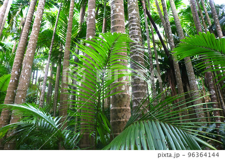 日本のヤシの木 fit=scale-down,w=1200