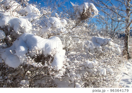 雪をかぶった樹木 雪をかぶった樹木 96364179