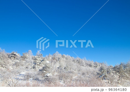 雪をかぶった樹木 雪をかぶった樹木 96364180