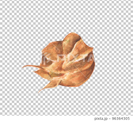 Physalis fruit berry. Groundcherries, Inca berry, Cape gooseberry. Watercolor illustration. Physalis fruit berry. Groundcherries, Inca berry, Cape gooseberry. Watercolor illustration. 96364305