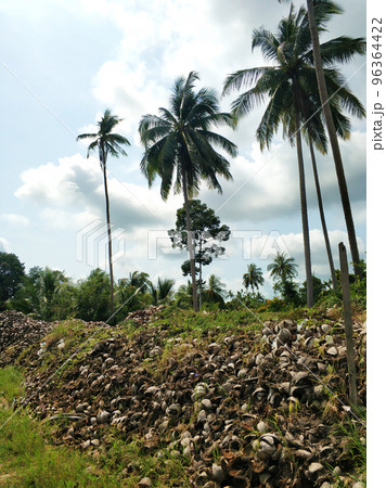 Coconut oil production. Mountains of coconut shells 96364422