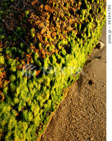 Large stones overgrown with green algae on a sandy beach near the ocean. The nature of the tropics. 96364790