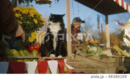 Black and white cat sits on box with tomatoes Black and white cat sits on box with tomatoes 96366109
