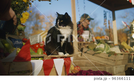 Black and white cat sits on box with tomatoes Black and white cat sits on box with tomatoes 96366111