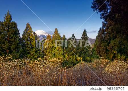 丹沢山地・ミツバ岳のミツマタ群落と富士山 96366705