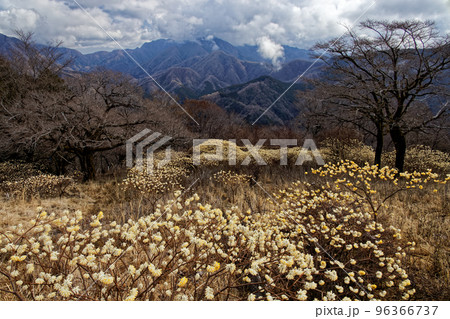 丹沢山地・権現山稜線のミツマタ群落と檜洞丸の眺め 丹沢山地・権現山稜線のミツマタ群落と檜洞丸の眺め 96366737