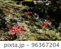 彼岸花 96367204