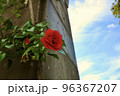 バラ 96367207