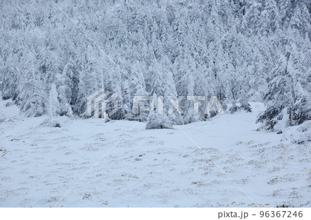 坪庭から北横岳 (北八ヶ岳) 坪庭から北横岳 (北八ヶ岳) 96367246
