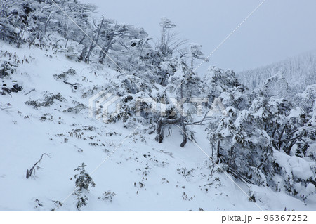 坪庭から北横岳　（北八ヶ岳） 96367252