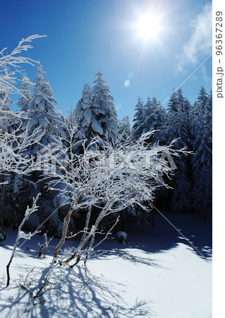 坪庭から北横岳 (北八ヶ岳) 坪庭から北横岳 (北八ヶ岳) 96367289