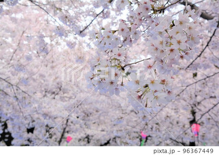 咲き誇るサクラ 咲き誇るサクラ 96367449