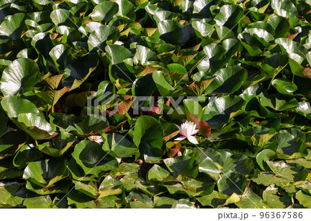 Abundant juicy green Nymphaea leaves reflecting summer sunlight and the white lily flower among them Abundant juicy green Nymphaea leaves reflecting summer sunlight and the white lily flower among them 96367586