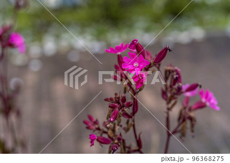春の陽気に開花するピンク色の花 96368275
