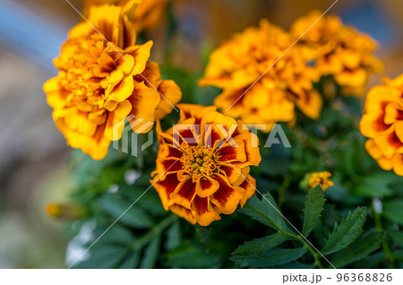 軒先の鮮やかなマリーゴールドの花 軒先の鮮やかなマリーゴールドの花 96368826